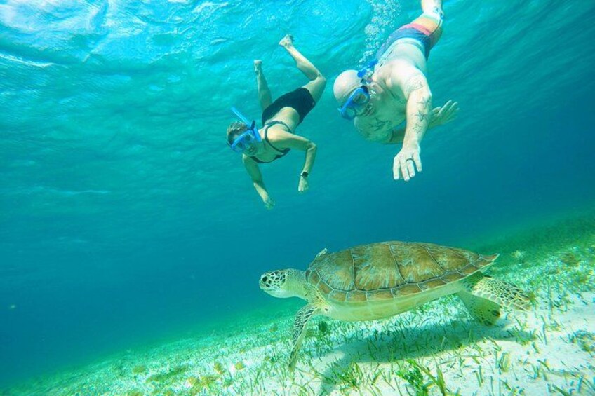 the turtle sanctuary snorkel tour 1