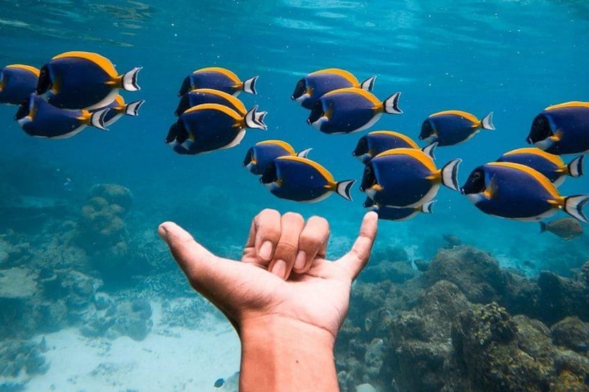 A hand reaching towards a school of fish in clear blue water. 4