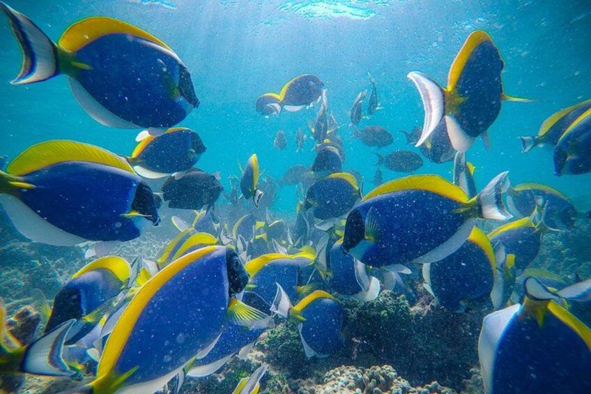 A school of blue and yellow fish swimming underwater. 5
