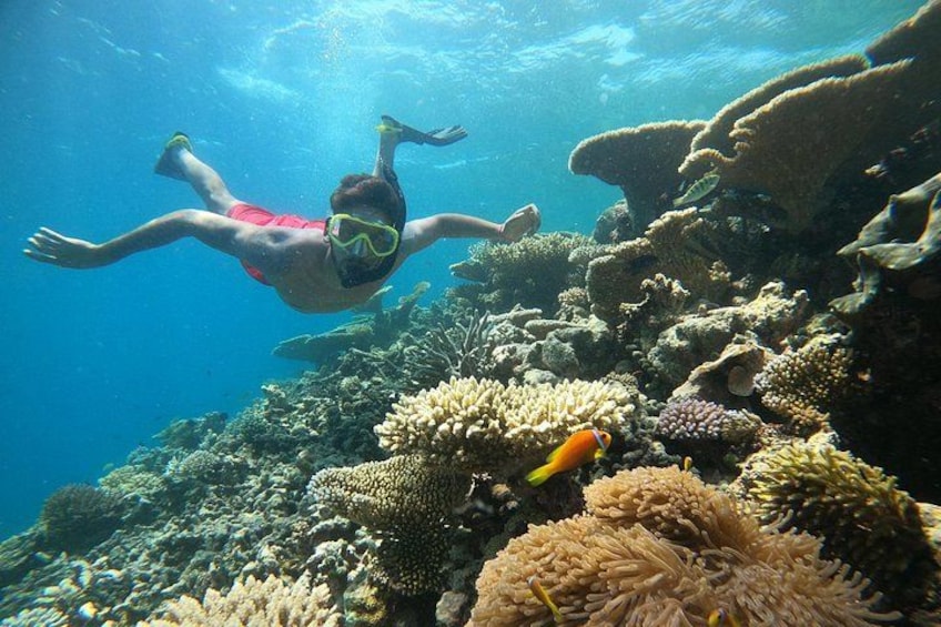 Una persona practica snorkel bajo el agua, rodeada de arrecifes de coral y peces. 4