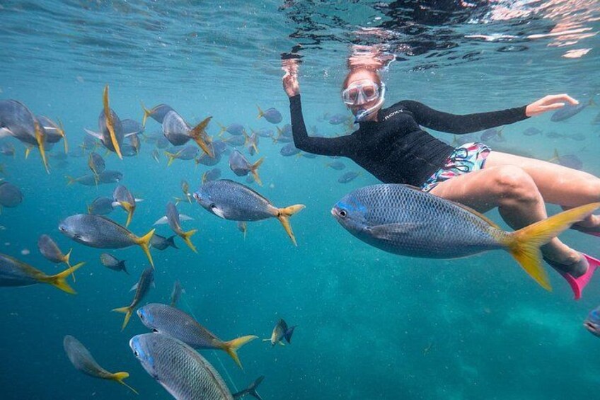 Una persona haciendo snorkel en medio de un banco de peces. 1