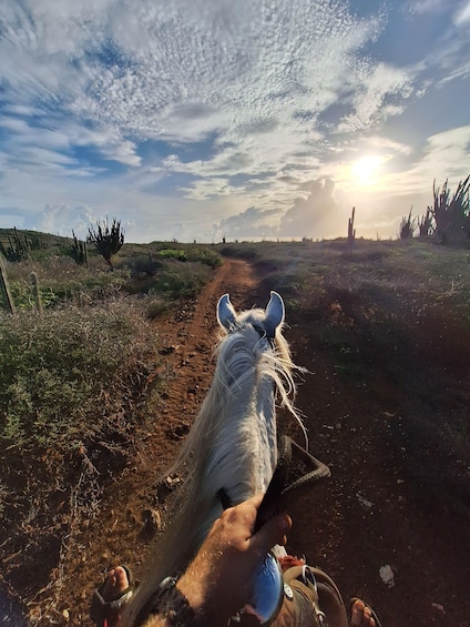 La tête d’un cheval et la main d’un cavalier sur un chemin de terre, avec des cactus et un coucher de soleil en arrière-plan. 1