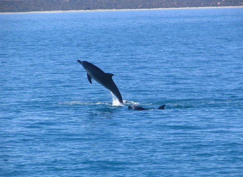 A dolphin leaping out of the water. 2