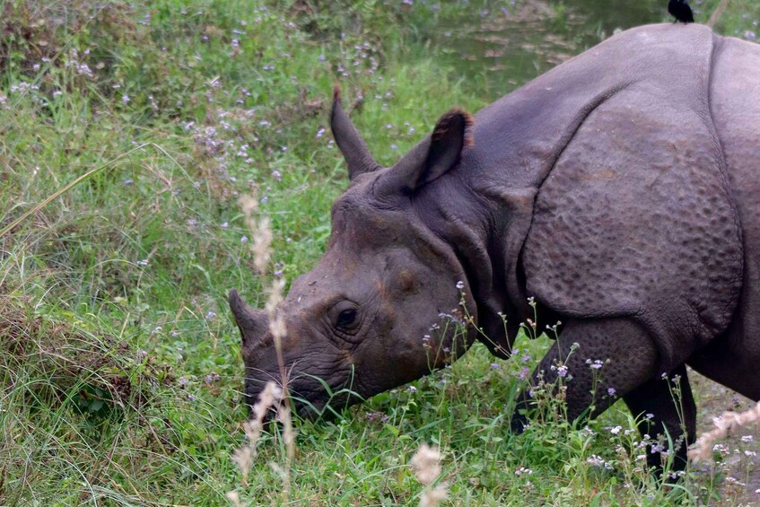 Picture 2 for Activity Kathmandu: 3-Day Chitwan Safari Tour with Hotel Transfers 4