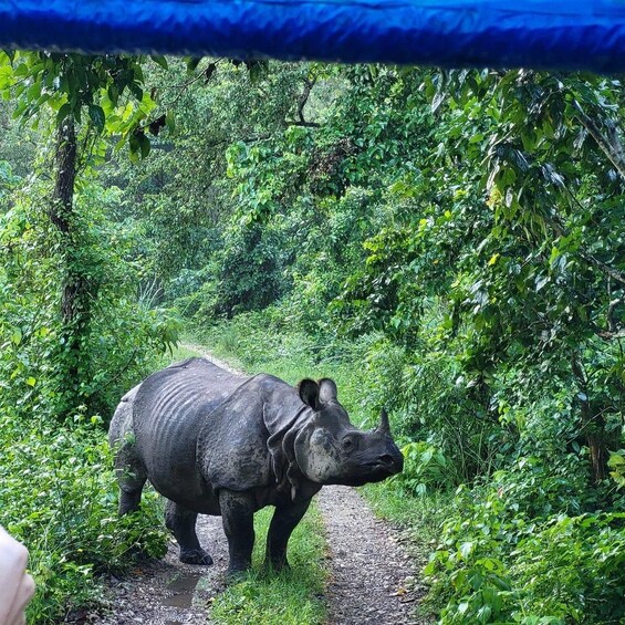 Picture 4 for Activity Kathmandu: 3-Day Chitwan Safari Tour with Hotel Transfers 3