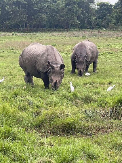 Picture 3 for Activity Kathmandu: 3-Day Chitwan Safari Tour with Hotel Transfers 5
