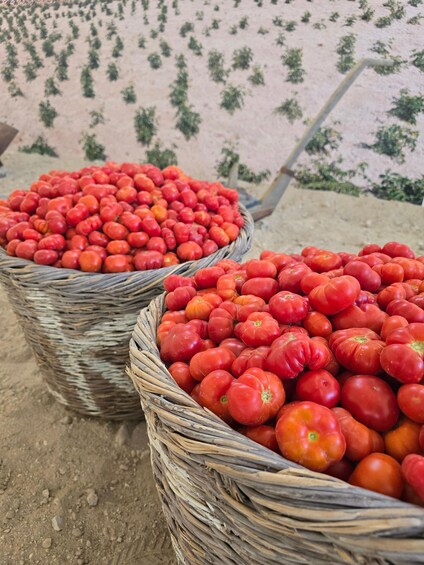 Two wicker baskets filled with red tomatoes on a dirt ground. 2