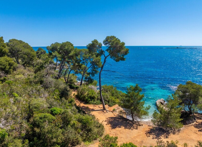 A coastal landscape with dense pine trees, sandy beach, and clear blue sea under a bright sky. 3