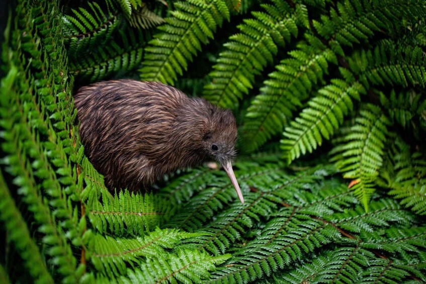 Picture 2 for Activity Hobbiton, Rotorua & Te Puia Small Group Guided Day Tour 3