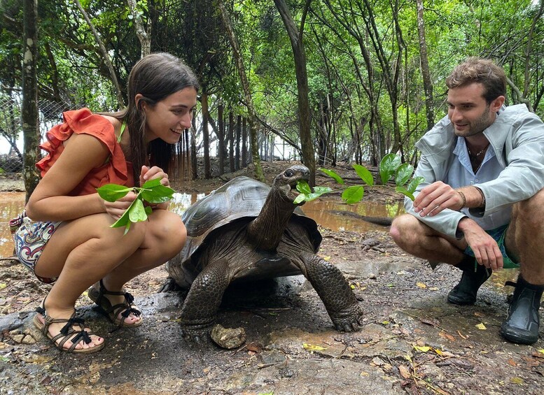 A person feeding a tortoise in a forested area. 1
