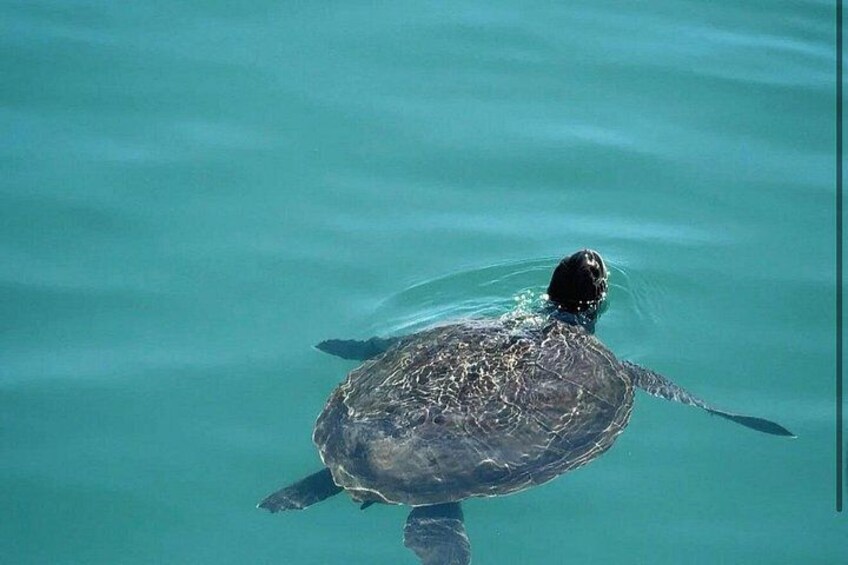 A sea turtle swimming in clear blue water. 4