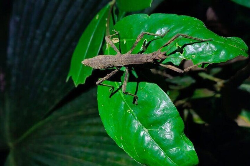 Night life adventure in the Manzanillo Refuge