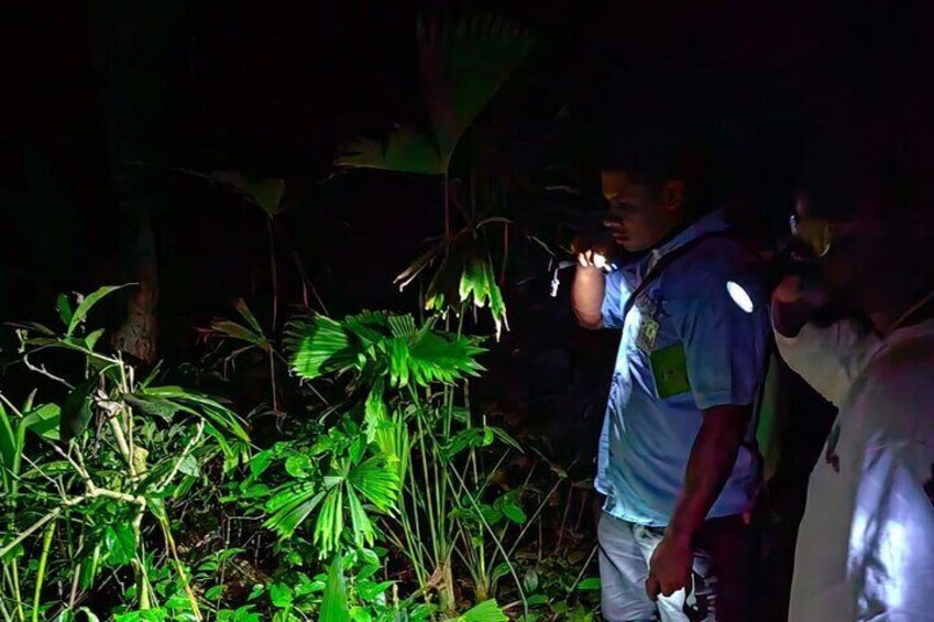 Night life adventure in the Manzanillo Refuge