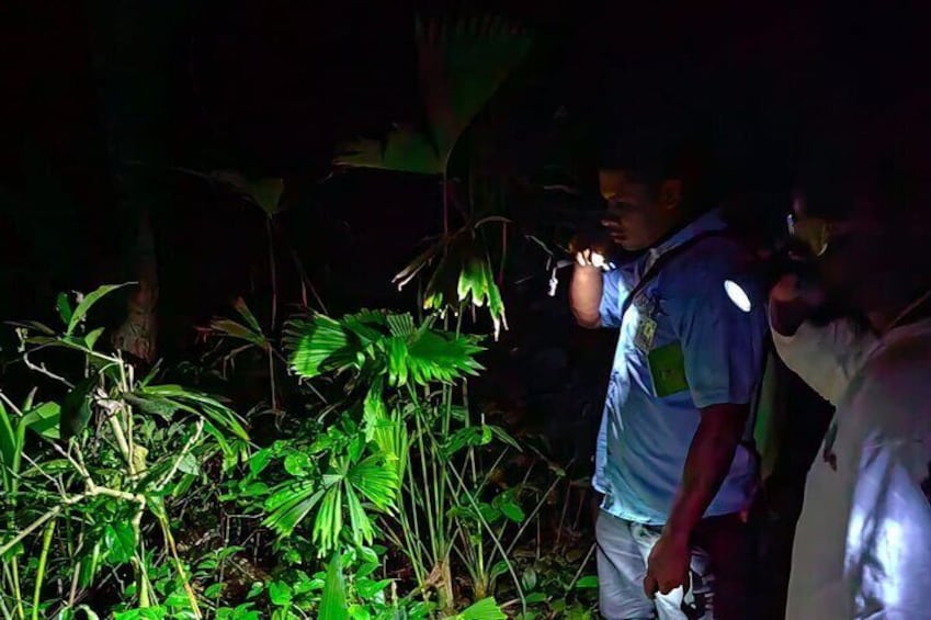 Night life adventure in the Manzanillo Refuge