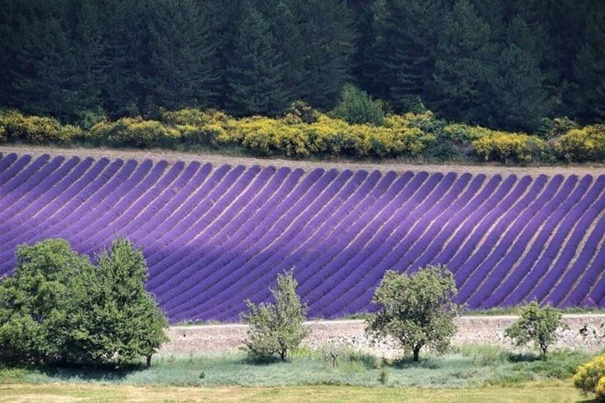 Ein Lavendelfeld mit Reihen lila Blüten, Bäumen und einem Wald im Hintergrund. 4