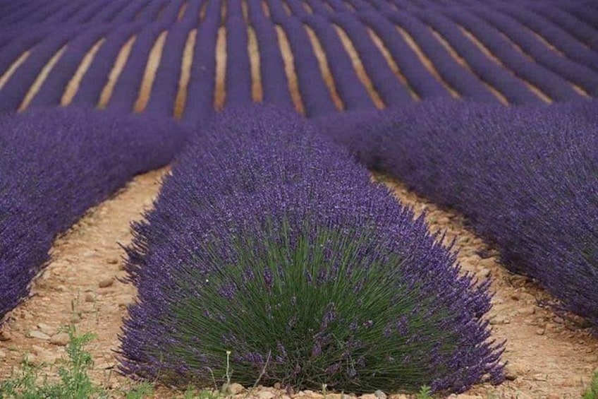 Ein Lavendelfeld mit Reihen violetter Blüten. 2