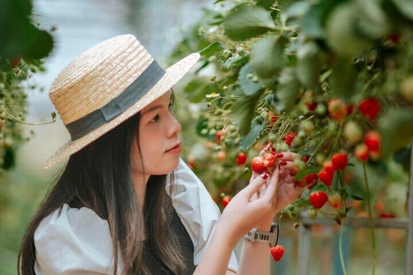 Full-Day Discovering the new tourist attraction in Dalat 2026 5