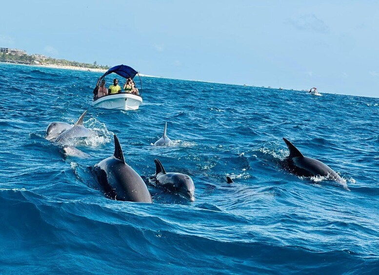 Zanzibar: Swimming with Dolphins and Snorkeling Private Tour 2