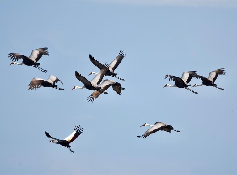 Explore Lochinvar National Park, Zambia's best bird paradise - 3 days