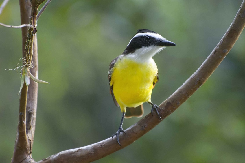 A bird with a black and white head, yellow chest, and brown wings perched on a branch. 5