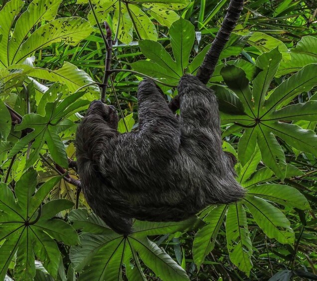 A sloth hanging from a tree branch surrounded by green foliage. 1