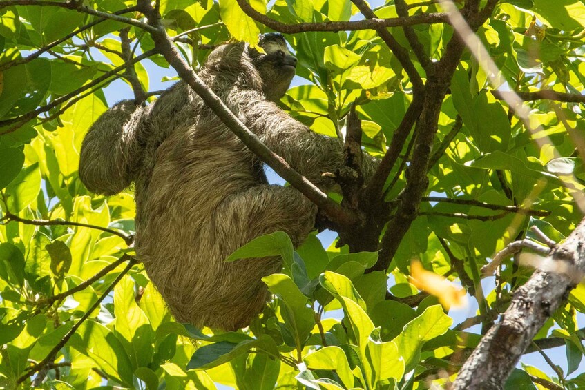 A sloth hanging from a tree branch amidst green foliage. 3