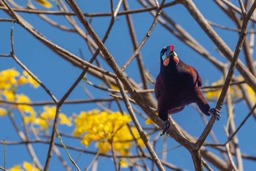 A bird perched on a branch with yellow flowers in the background. 4