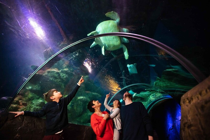 People observing a turtle in an aquarium. 5