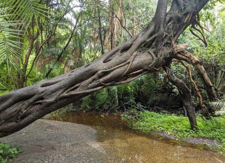 Ein umgestürzter Baum mit komplexem Wurzelwerk über einem Bach in einem Wald. 2