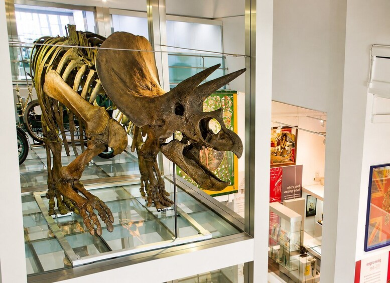 A dinosaur skeleton exhibit in a museum. 3