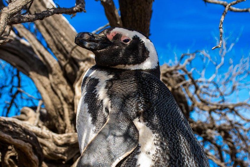 A penguin perched on a tree branch. 3