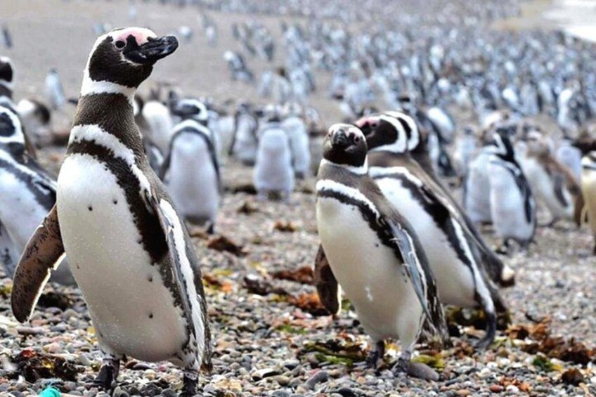 A group of penguins on a rocky beach with scattered seaweed. 4
