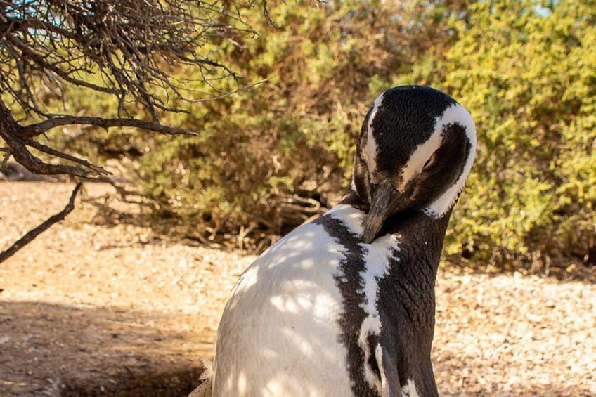 A bird with black and white plumage, a tree branch, and dry ground. 2