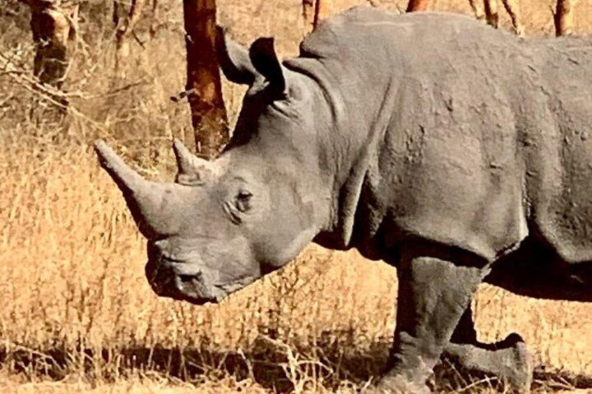 A rhinoceros in a dry grassland with trees in the background. 2