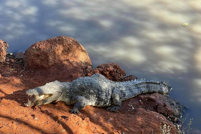 A crocodile resting on a rocky outcrop near water. 2