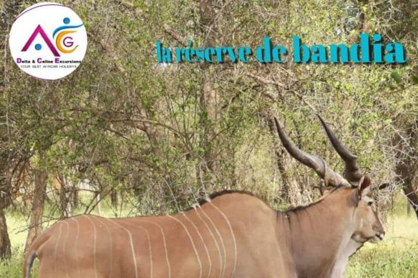 A kudu antelope in a natural setting with trees and greenery in the background. 3