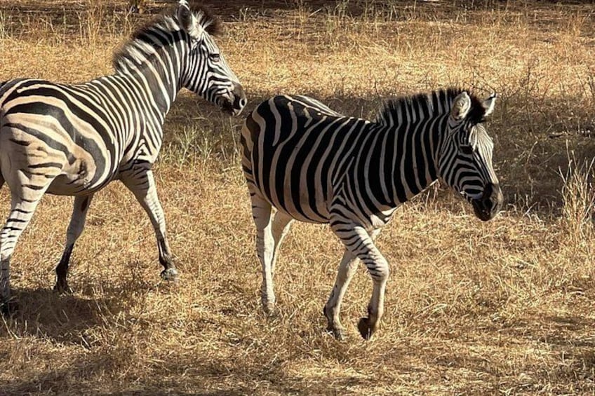 safari at the bandia reserve 2