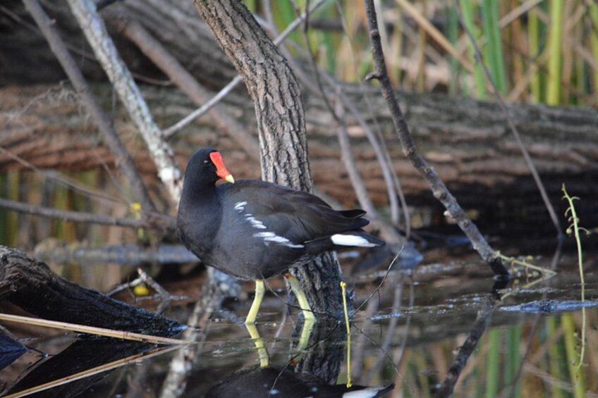 Un oiseau au bec rouge se tient dans une eau peu profonde, près d’un arbre. 5