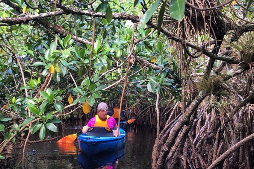 Une personne à bord d'un kayak bleu navigue dans un cours d'eau bordé de mangroves. 3