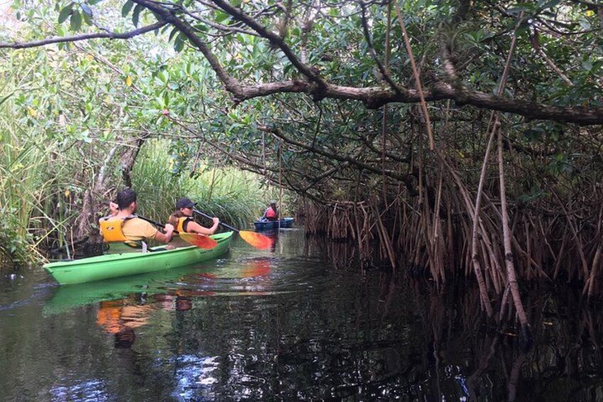 Des personnes pagayant dans des canoës sur un cours d’eau bordé de mangroves. 2