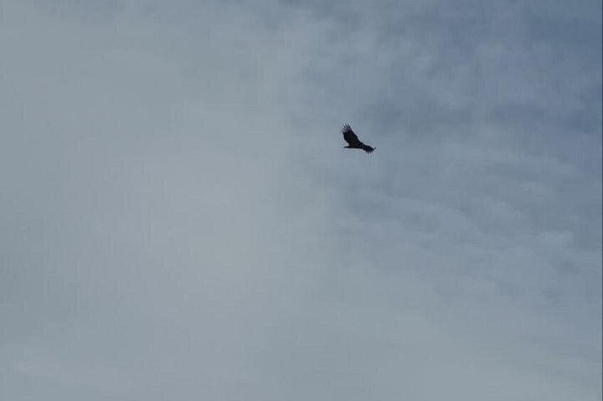 A bird flying in the sky. 2