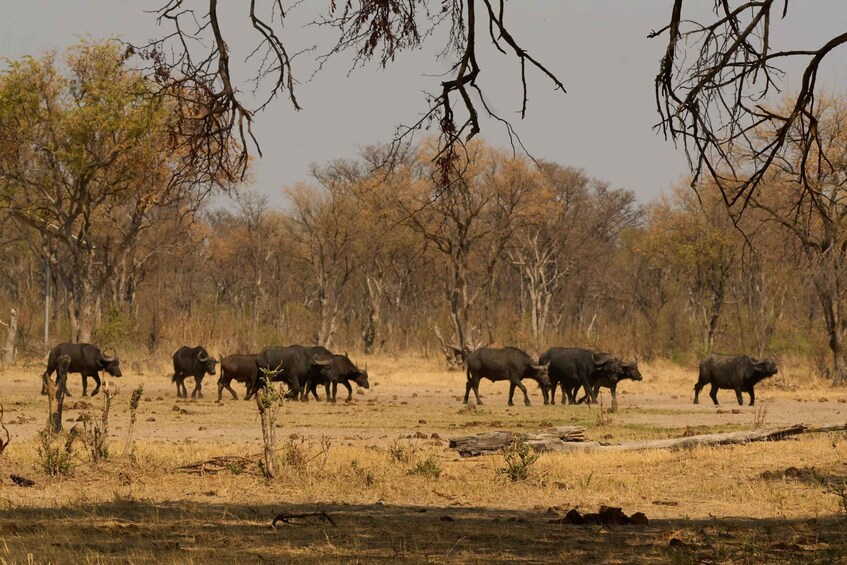 A herd of buffalo in a dry savanna landscape with sparse trees and a dirt path. 5