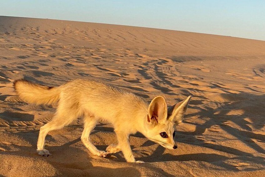 Siwa Desert Fox 2