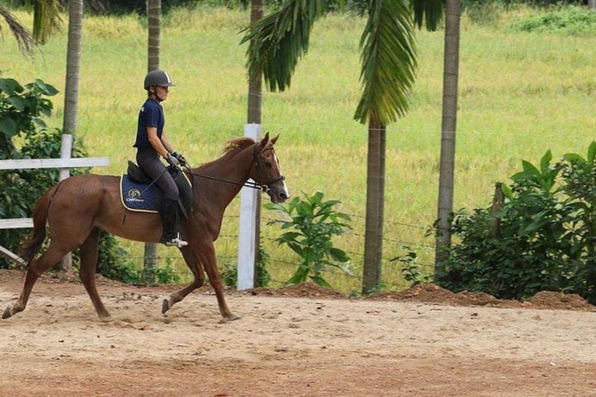 4-Hour Horse Riding in Nuwara Eliya 1