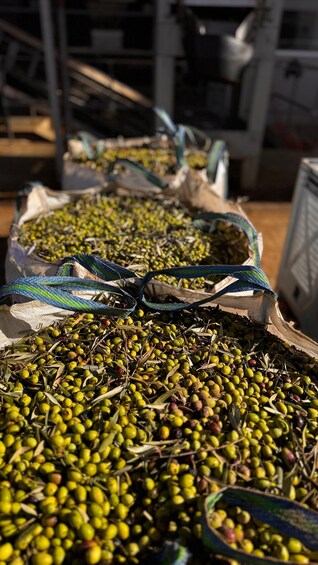 Picture 12 for Activity Discover the Longevity secret– Mallorca Olive Estate visit 4