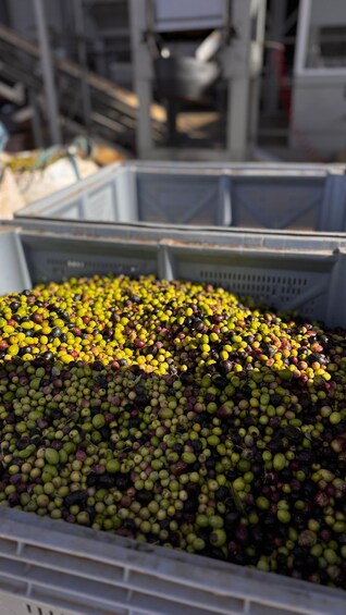 Picture 11 for Activity Discover the Longevity secret– Mallorca Olive Estate visit 5