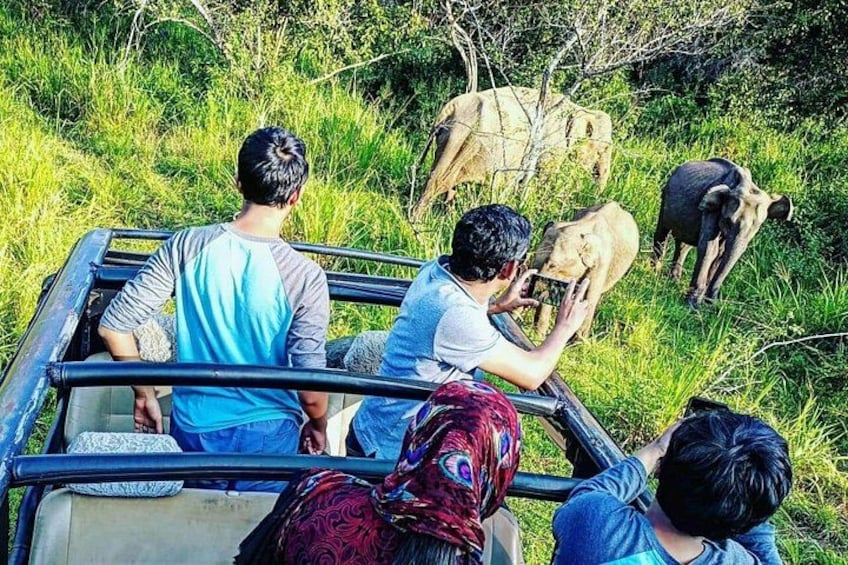 Minneriya National Park 3