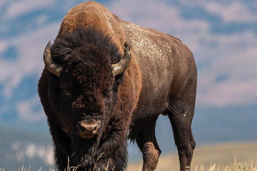 Un bison dans un champ d’herbe, avec un ciel nuageux en arrière-plan. 4