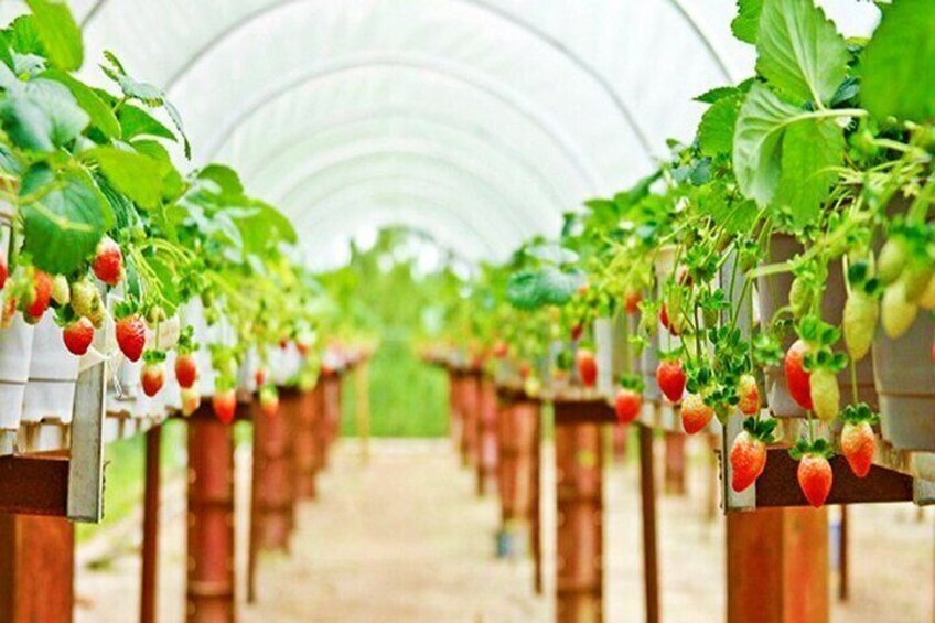 A greenhouse with rows of strawberry plants. 2