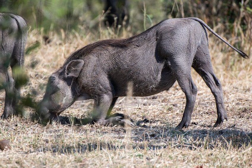 Un sanglier dans un environnement de prairie aride. 2